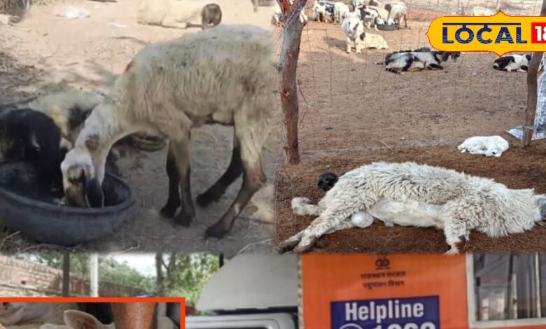 वायरल बीमारी से भेड़ों की सैकड़ों मौत, पशुपालक चिंतित