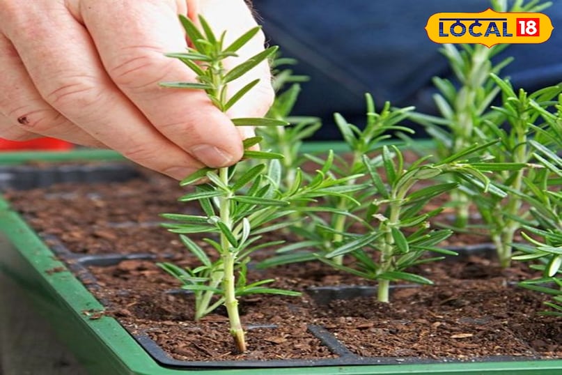 मिट्टी का सही चुनाव रोजमेरी के लिए मिट्टी का चुनाव सबसे अहम है। इसके लिए भुरभुरी और अच्छे ड्रेनेज वाली मिट्टी जरूरी है, ताकि बारिश का पानी गमले में जमा न हो। आप 60% बगीचे की मिट्टी, 30% रेत और 10% कम्पोस्ट मिलाकर एक बेहतरीन पॉटिंग मिक्स तैयार कर सकते हैं। मिट्टी का सही चुनाव रोजमेरी के लिए मिट्टी का चुनाव सबसे अहम है। इसके लिए भुरभुरी और अच्छे ड्रेनेज वाली मिट्टी जरूरी है, ताकि बारिश का पानी गमले में जमा न हो। आप 60% बगीचे की मिट्टी, 30% रेत और 10% कम्पोस्ट मिलाकर एक बेहतरीन पॉटिंग मिक्स तैयार कर सकते हैं।