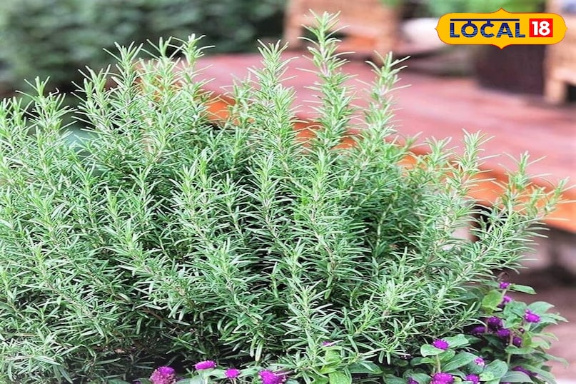 खास देखभाल रोजमेरी को दिन में 4-5 घंटे की सीधी धूप चाहिए। बरसात के मौसम में इसे ऐसी जगह रखें जहां पर्याप्त रोशनी मिल सके। पानी देने में संयम बरतें। मिट्टी को हमेशा गीला न रखें, बल्कि सूखने पर ही पानी दें। ध्यान रखें कि पत्तियों पर सीधे पानी न पड़े इससे फंगल इंफेक्शन का खतरा रहता है। खास देखभाल रोजमेरी को दिन में 4-5 घंटे की सीधी धूप चाहिए। बरसात के मौसम में इसे ऐसी जगह रखें जहां पर्याप्त रोशनी मिल सके। पानी देने में संयम बरतें। मिट्टी को हमेशा गीला न रखें, बल्कि सूखने पर ही पानी दें। ध्यान रखें कि पत्तियों पर सीधे पानी न पड़े इससे फंगल इंफेक्शन का खतरा रहता है।