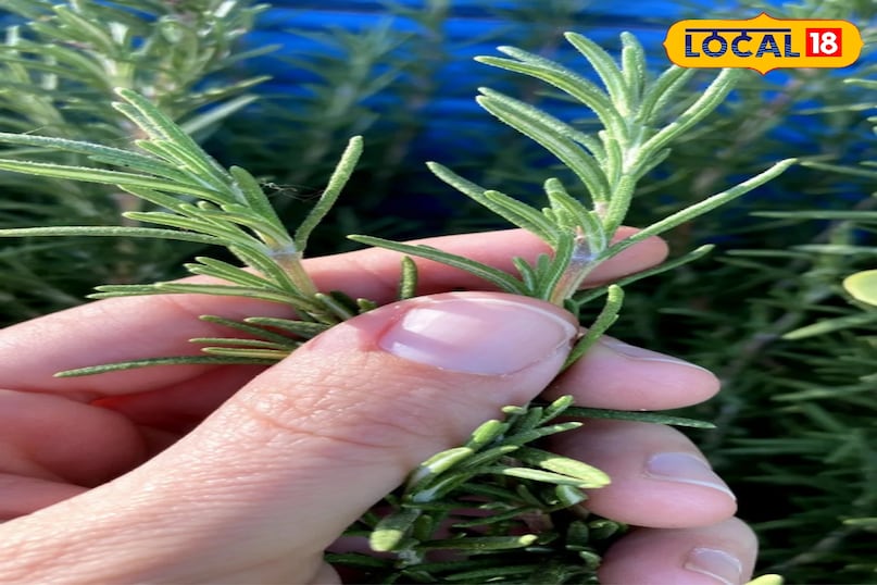 कटिंग से रोजमेरी कैसे उगाएं? रोजमेरी को बीज से उगाना मुश्किल हो सकता है, इसलिए कटिंग से उगाना सबसे आसान और तेज तरीका है। किसी स्वस्थ रोजमेरी के पौधे से 4-5 इंच की एक तना (कटिंग) काट लें। इसके निचले हिस्से की पत्तियों को हटा दें। अब इस कटिंग को या तो सीधे नम मिट्टी में लगा दें, या फिर इसे पानी के एक गिलास में कुछ दिनों के लिए रख दें जब तक कि जड़ें न निकल आएं। कटिंग से रोजमेरी कैसे उगाएं? रोजमेरी को बीज से उगाना मुश्किल हो सकता है, इसलिए कटिंग से उगाना सबसे आसान और तेज तरीका है। किसी स्वस्थ रोजमेरी के पौधे से 4-5 इंच की एक तना (कटिंग) काट लें। इसके निचले हिस्से की पत्तियों को हटा दें। अब इस कटिंग को या तो सीधे नम मिट्टी में लगा दें, या फिर इसे पानी के एक गिलास में कुछ दिनों के लिए रख दें जब तक कि जड़ें न निकल आएं।