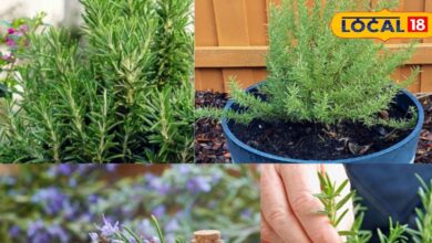 रोज़मेरी पौधा लगाने और देखभाल के आसान तरीके व फायदे.