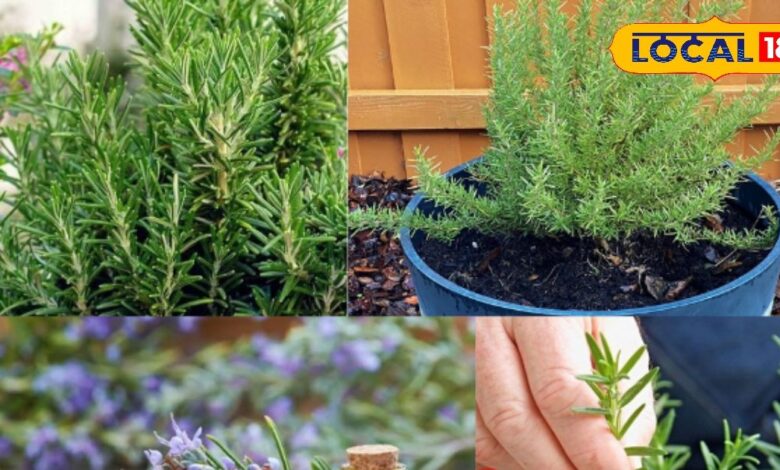 रोज़मेरी पौधा लगाने और देखभाल के आसान तरीके व फायदे.