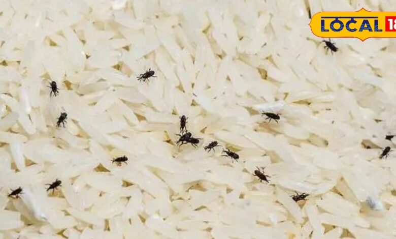 Tips and Trick: सिर्फ 1 मिनट में चावल से घुन भगाएं...वो भी बिना केमिकल के, आसान हींग-विनेगर ट्रिक से