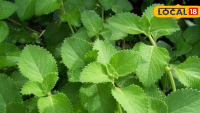 Karpoorvalli Health Benefits for Stomach and Cold.