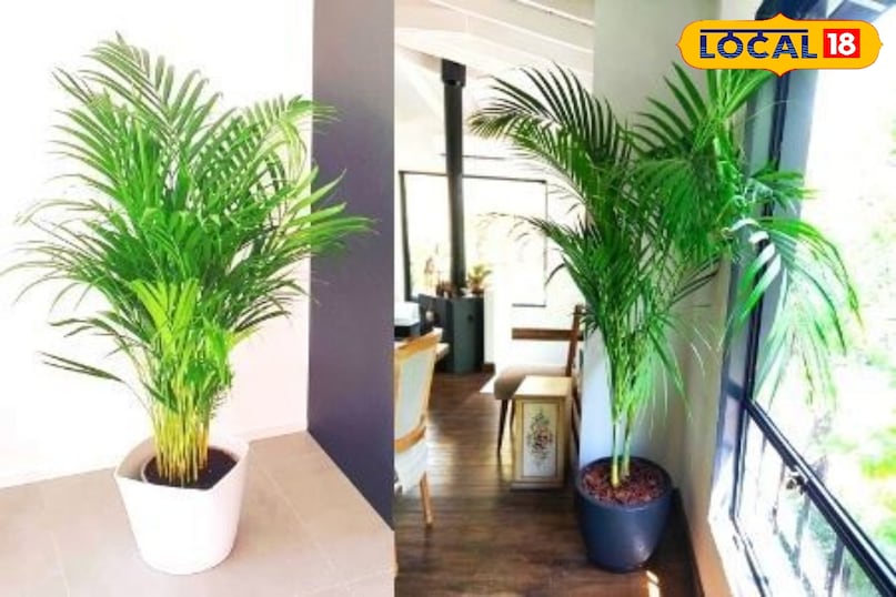 गार्डेनिंग टिप्स  गार्डेनिंग टिप्स