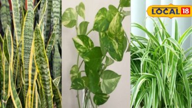 Winter Gardening Tips: Air-Purifying Plants for Home.