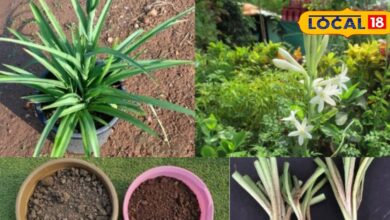 Gardening Tips : रात ढलते ही महक उठेगी आपकी बालकनी! लगाइए रजनीगंधा, खुशबू से भर जाएगा घर का हर कोना
