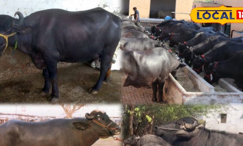 गांव-गांव में मचा धमाल! नीली रावी और मुर्रा भैंसों ने खोला लाखों की कमाई का दूध वाला खजाना...