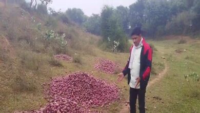 Alwar News: बंपर पैदावार, फिर भी किसान ने क्यों डुबो दी नदी में अपनी फसल? पीछे की कहानी चौंका देगी!