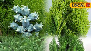 Morpankhi plant benefits | air purifying plants | oxygen giving plants | home gardening tips | winter indoor plants | stress relief plants