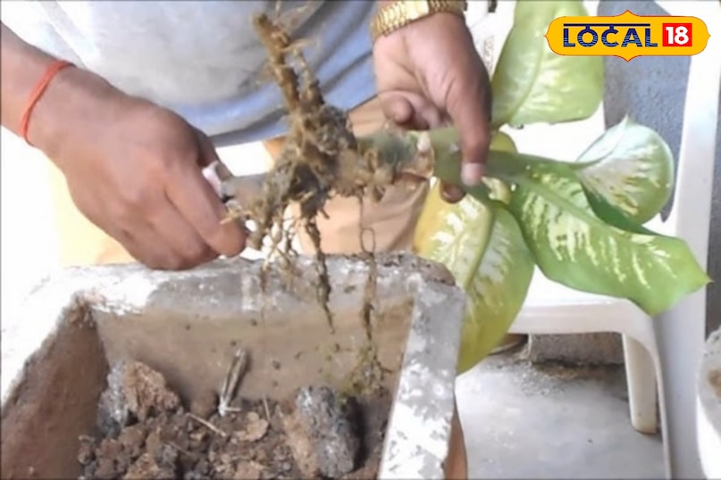 गार्डेनिंग टिप्स 