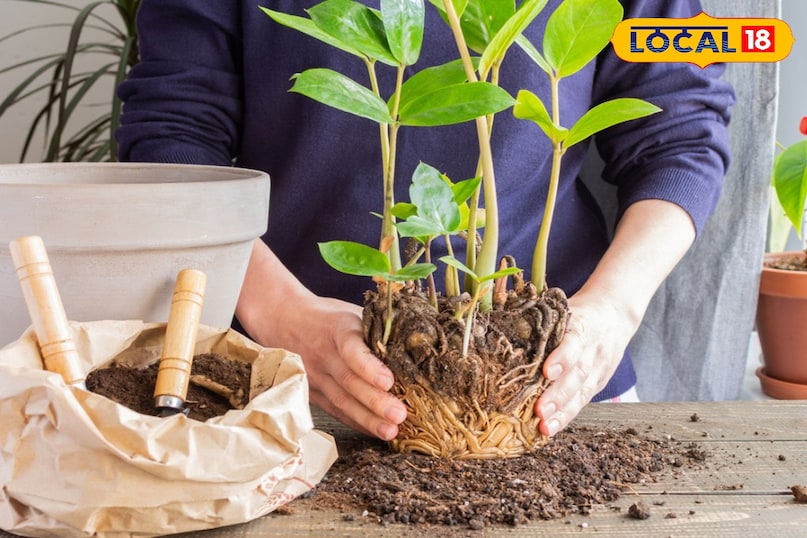 गार्डेनिंग टिप्स 