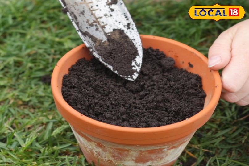 गार्डेनिंग टिप्स 