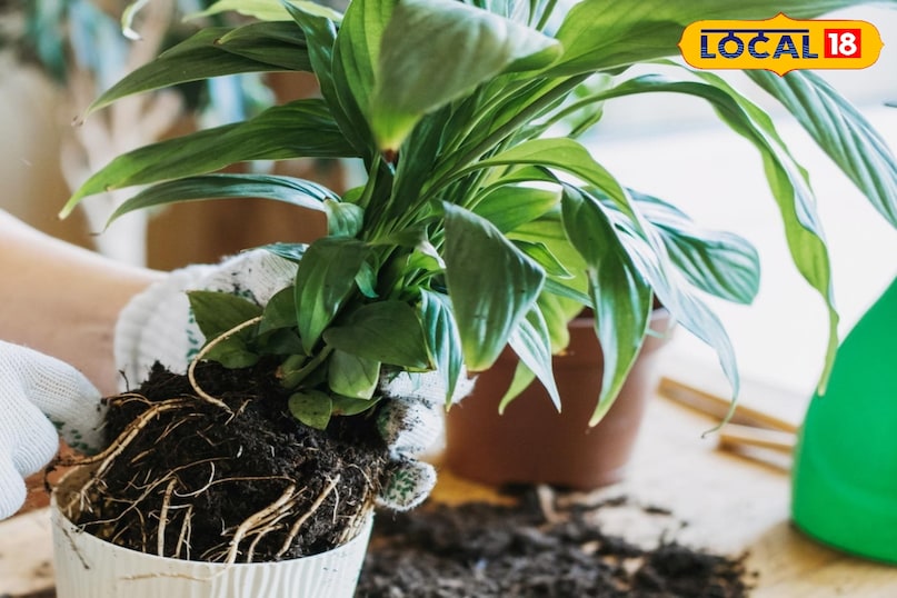 गार्डेनिंग टिप्स 