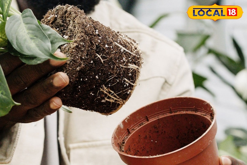 गार्डेनिंग टिप्स 