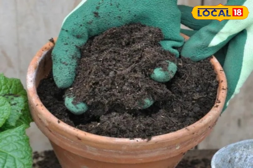 गार्डेनिंग टिप्स 