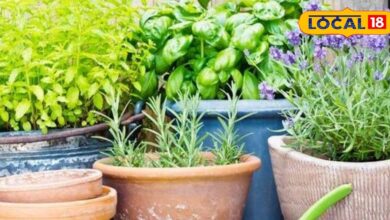 Gardening Tips | Winter Plant Care | Balcony Plants | Repotting Time | Garden Soil Mix | Organic Compost | Indoor Gardening | Plant Growth | Gardening Mistakes | Plant Health