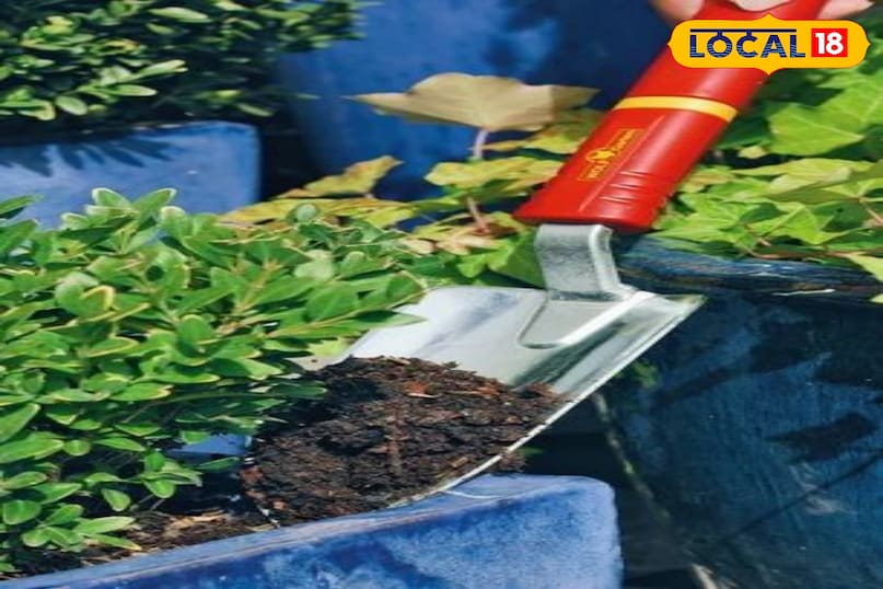 सर्दी में पौधों की देखभाल ऐसे करें कि ना मुरझाएं ना सूखें… इन बातों का रखें ध्यान