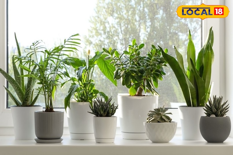 सर्दी में पौधों की देखभाल ऐसे करें कि ना मुरझाएं ना सूखें… इन बातों का रखें ध्यान