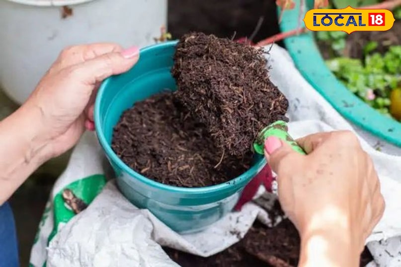 सर्दी में पौधों की देखभाल ऐसे करें कि ना मुरझाएं ना सूखें… इन बातों का रखें ध्यान