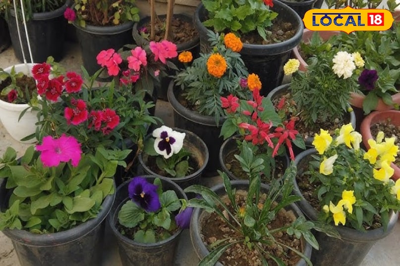 सर्दी में पौधों की देखभाल ऐसे करें कि ना मुरझाएं ना सूखें… इन बातों का रखें ध्यान