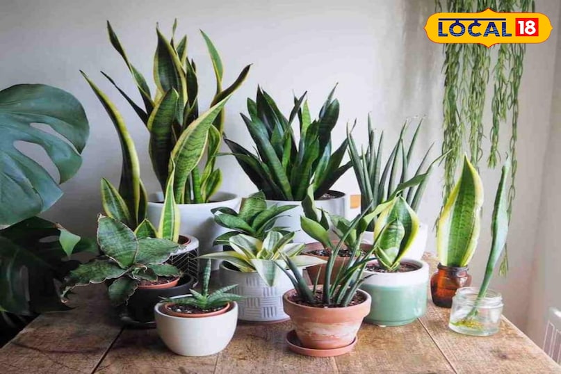 सर्दी में पौधों की देखभाल ऐसे करें कि ना मुरझाएं ना सूखें… इन बातों का रखें ध्यान