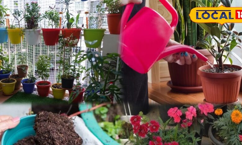 Gardening Tips : सर्दी में पौधों पर मंडरा रहा खतरा! ये 5 आसान टिप्स बना देंगे बगीचे को फिर से हरा-भरा!