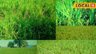 Agriculture News : किसानों की अनोखी मिसाल... समस्या को बनाया वरदान, किया ऐसा, डूबे खेतों में लहराई हरी-भरी फसल!