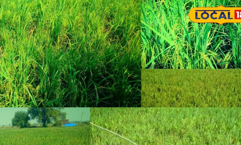 Agriculture News : किसानों की अनोखी मिसाल... समस्या को बनाया वरदान, किया ऐसा, डूबे खेतों में लहराई हरी-भरी फसल!