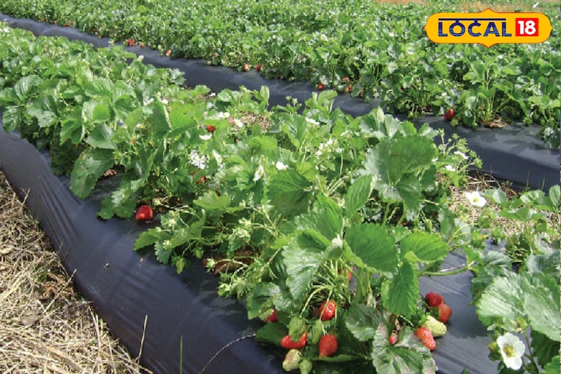 एग्रीकल्चर न्यूज़ 