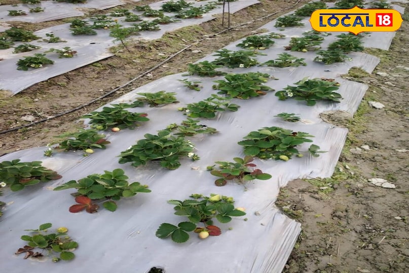 एग्रीकल्चर न्यूज़ 