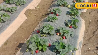 Agriculture News: इस विदेशी फल की खेती करें किसान, एक सीजन में बन जाएंगे लखपति, मार्केट में रहती है भारी डिमांड!