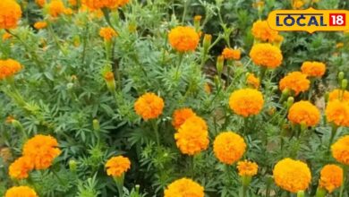 कम लागत में कमाना है अधिक मुनाफा? किसान करें इस फूल की खेती, बस इस बात का रखना होगा ख्याल