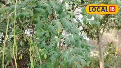 Dausa Farmer Girraj Moringa Farming Success Story