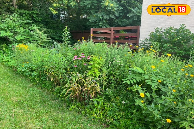 फूलों के पौधे  फूलों के पौधे