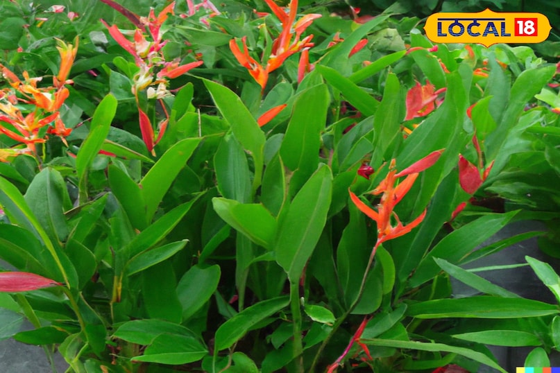 गार्डन में पौधा  गार्डन में पौधा