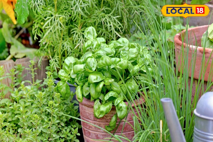 पौधे  पौधे