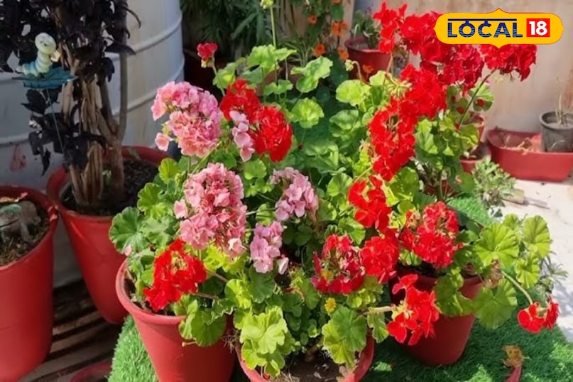 फूलों के पौधे  फूलों के पौधे