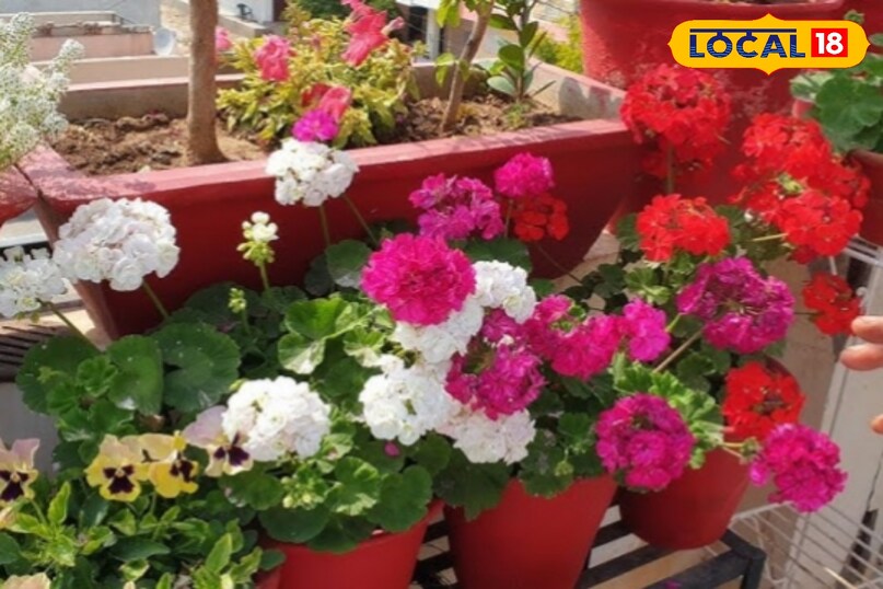 फूलों के पौधे  फूलों के पौधे