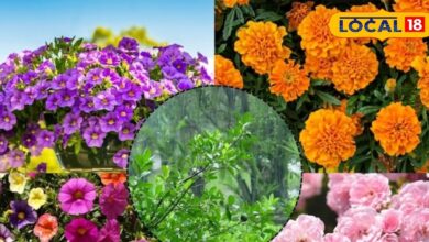 पौधों की सही जोड़ियां बढ़ाएंगी बगीचे की सुंदरता और उपज, कीटों से भी रखेगा सुरक्षित, एक्सपर्ट से जानें तरीका