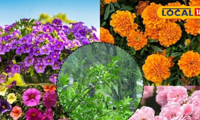 पौधों की सही जोड़ियां बढ़ाएंगी बगीचे की सुंदरता और उपज, कीटों से भी रखेगा सुरक्षित, एक्सपर्ट से जानें तरीका