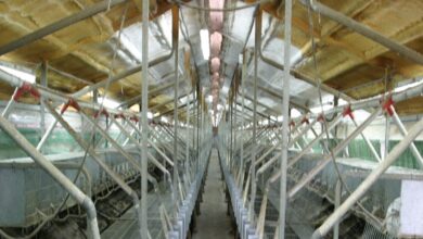 4 लाख लगाकर शुरू करें ये बिजनेस 8 लाख का होगा फायदा, सरकार भी देगी मदद, जानिए कैसे करें स्टार्ट - business opportunities earn money start rabbit farming with 4 lakh rupees and earn 8 lakh samp