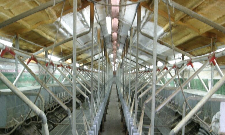 4 लाख लगाकर शुरू करें ये बिजनेस 8 लाख का होगा फायदा, सरकार भी देगी मदद, जानिए कैसे करें स्टार्ट - business opportunities earn money start rabbit farming with 4 lakh rupees and earn 8 lakh samp