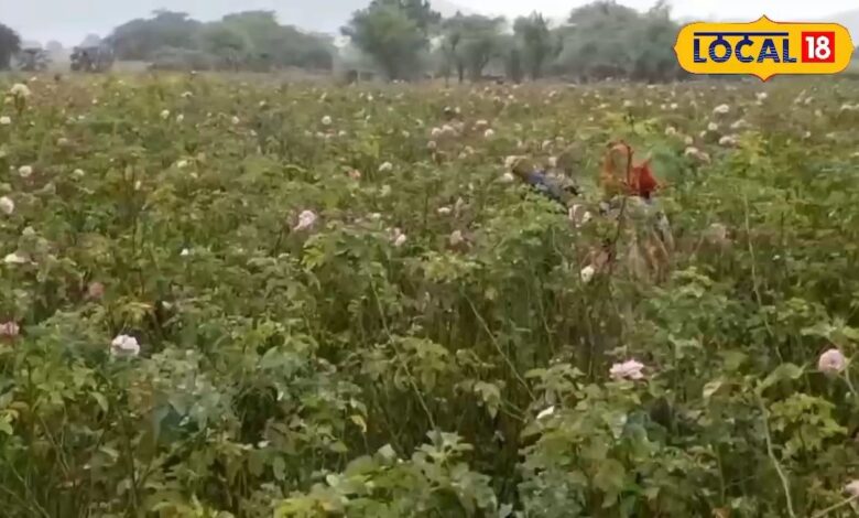 ATM जैसी कमाई अब खेत में! इस फूल की खेती से हर महीने कमाए महीने के लाखों, जानें देसी जुगाड़