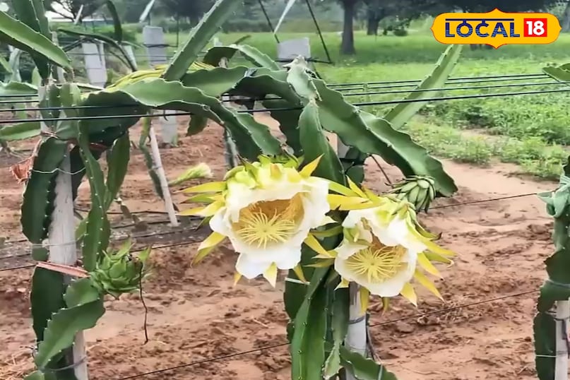 ड्रैगन फ्रूट 