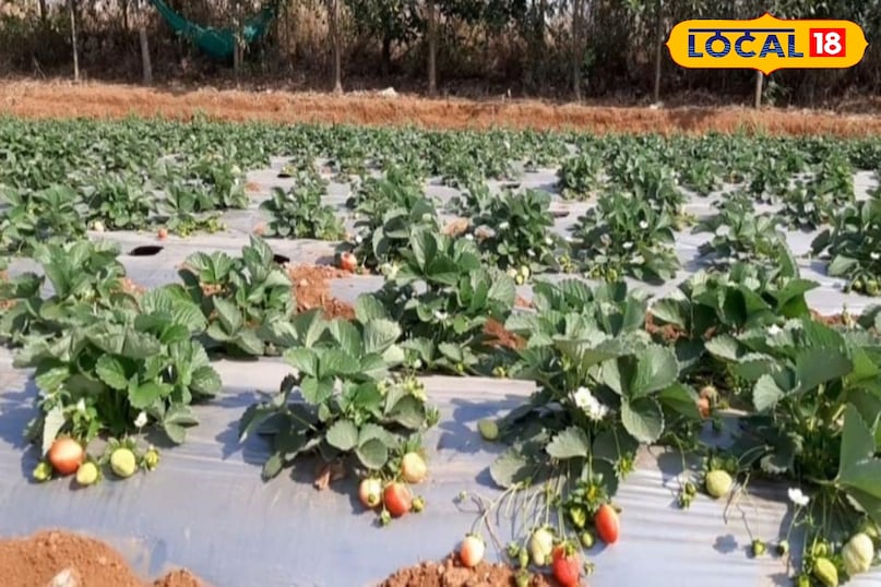 एग्रीकल्चर न्यूज़