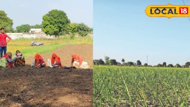 Agriculture News: चार महीने में तैयार हो जाती है इसकी पूरी फसल, किसानों के लिए किसी एटीएम बैंक से कम नहीं ये, पढ़िए पूरी खबर