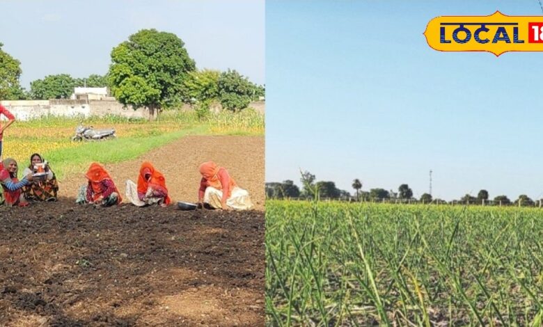 Agriculture News: चार महीने में तैयार हो जाती है इसकी पूरी फसल, किसानों के लिए किसी एटीएम बैंक से कम नहीं ये, पढ़िए पूरी खबर