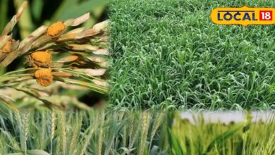 Agriculture News: बर्बाद हो जाएंगे खेत... ये रोग गेहूं की फसल का जानी दुश्मन, समय रहते बचाव से होगी बेहतर पैदावार!