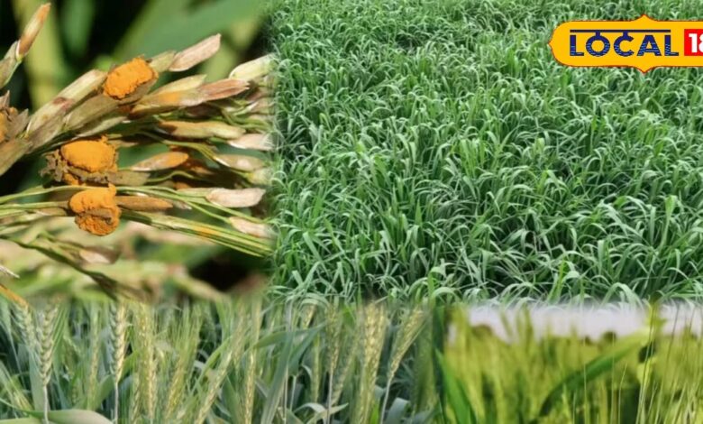 Agriculture News: बर्बाद हो जाएंगे खेत... ये रोग गेहूं की फसल का जानी दुश्मन, समय रहते बचाव से होगी बेहतर पैदावार!